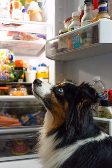 Ração para Cães Sênior (10kg)